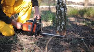 Best Commercial Tree Services  in San Rafael, CA